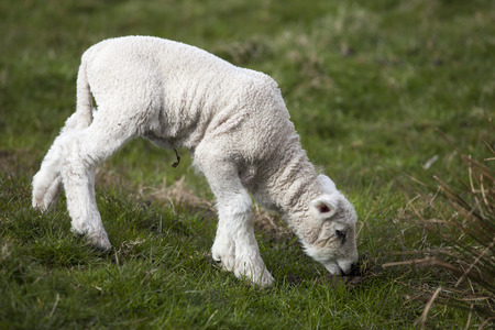 Small Sheep lamb - Shaun - Small white lamb is eating grass on the meadow. The grassland or greenfield sheep lamb is fresh and taste goodの写真素材