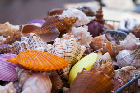 colorful shell or better shells as souvenir for tourist orangeの写真素材