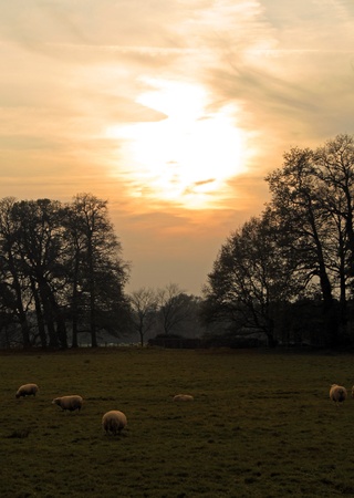 Sunset and Sheepsの写真素材