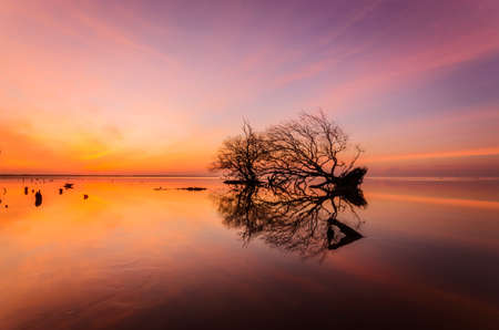 Sea  Treeの写真素材