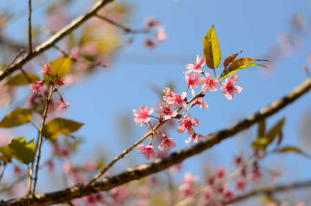 Wild Himalayan Cherryの写真素材