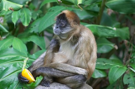 To Eat or Notの写真素材