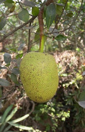 Jackfruit