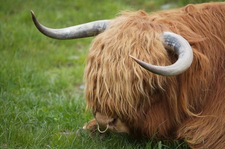 Highland Cowの写真素材