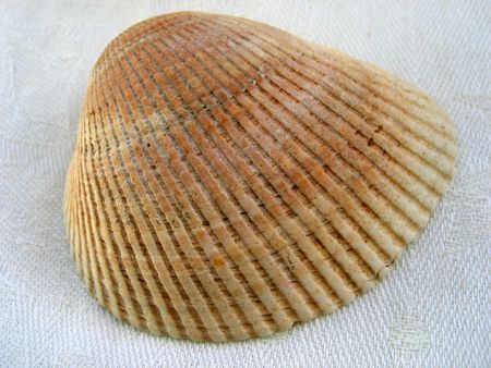 Sea light shells on dark background. Big open foldの写真素材