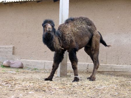 Camel on a leashの写真素材