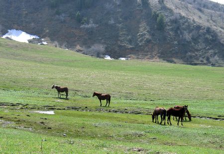 Horses on medowの写真素材