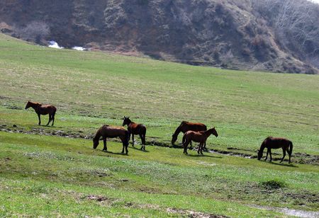 Horses are pastureの写真素材