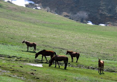 Horses in mountainsの写真素材