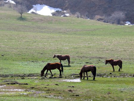 Horses on spring medowの写真素材