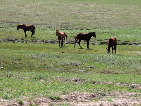 Horses on grassの写真素材