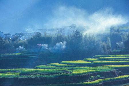 Spring flowersの写真素材