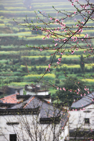 Spring flowersの写真素材