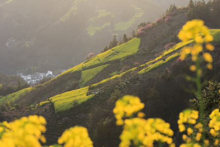 Spring flowersの写真素材