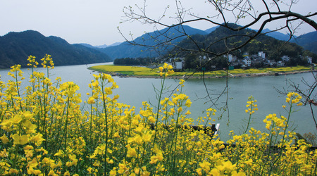 Spring flowers