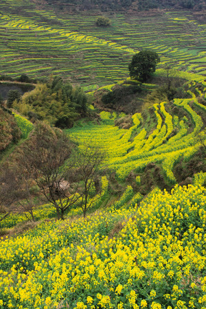 Spring flowersの写真素材