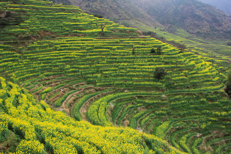 Terraces