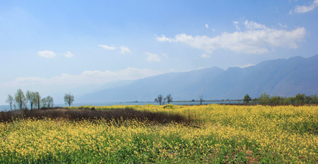 Spring sceneryの写真素材