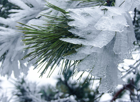 Tree in the winterの写真素材