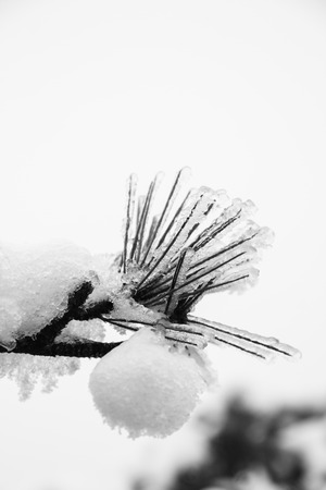 Winterの写真素材