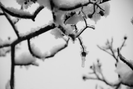 Winterの写真素材