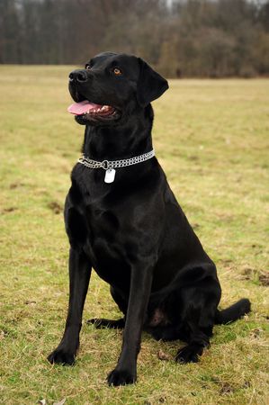 A very beautyful dog in the natureの写真素材