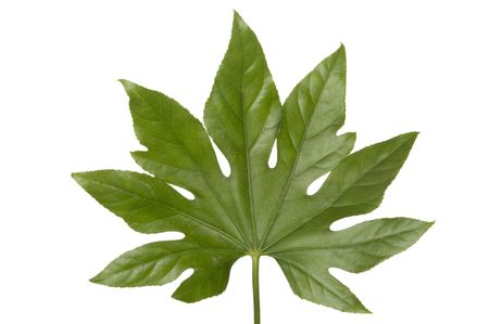 macro of an sheet structure for all kind of beauty and wellnessの写真素材