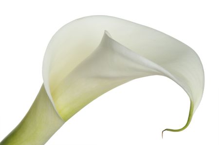 beautiful blossom (calla)の写真素材