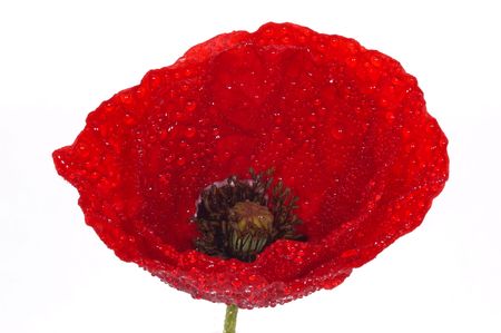 beautiful poppyの写真素材