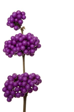 plant with mauve berriesの写真素材