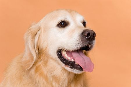 dog (golden retriever)の写真素材