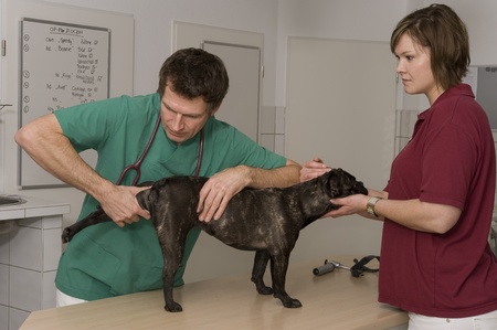 veterinaryの写真素材