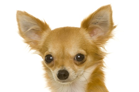 dog (chihuahua)のeditorial素材