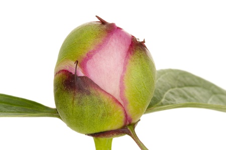 peonyの写真素材