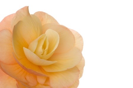 blossom  begonia の写真素材