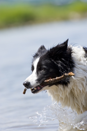 bordercollieの写真素材