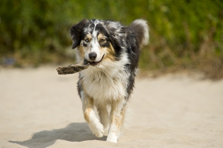 australian shepherdの写真素材