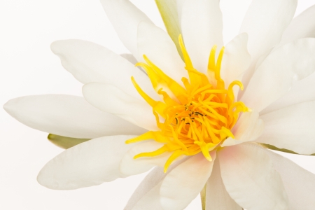 water lilyの写真素材