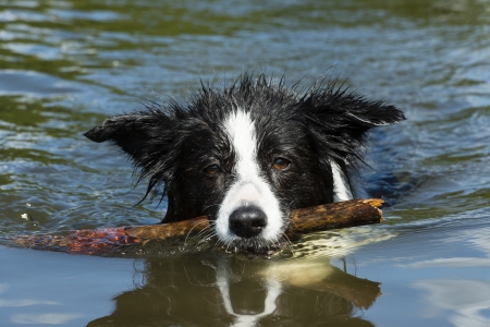 bordercollieの写真素材