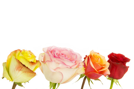 rosesの写真素材