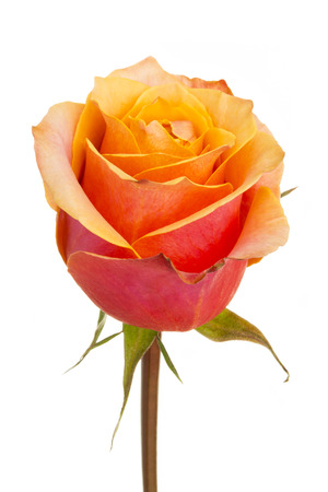 roseの写真素材
