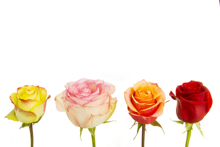 rosesの写真素材