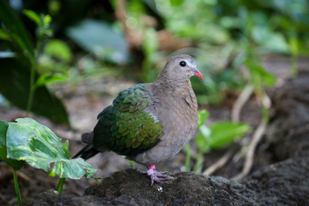 A bird with green wings against a leafy backgroundの写真素材