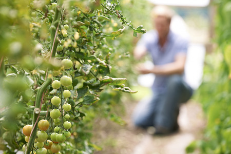 Farmer Checking Tomato Plants In Greenhouseの写真素材