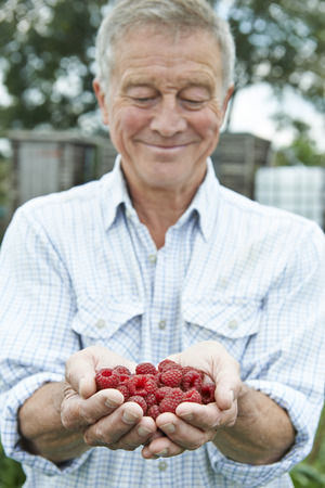 Senior Man On Allotment Holding Freshly Picked Raspberriesの写真素材