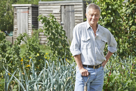 Portrait Of Man Gardening On Allotmentの写真素材