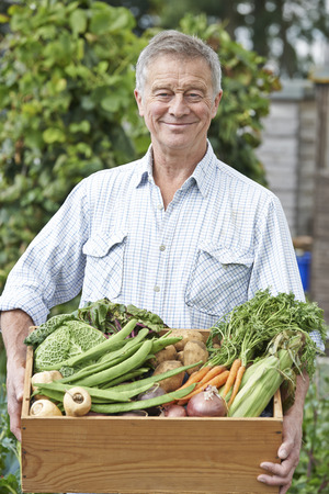 Senior Man On Allotment With Box Of Home Grown Vegetablesの写真素材