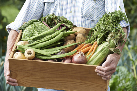 Close Up Of Man On Allotment With Box Of Home Grown Vegetablesの写真素材