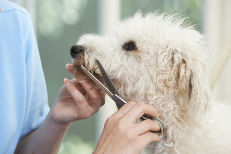 Pet Dog Being Professionally Groomed In Salonの写真素材