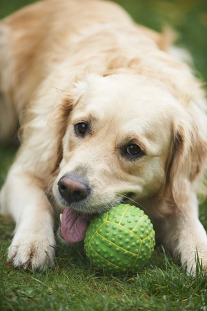 Golden Retriever Chewing Ball In Gardenの写真素材